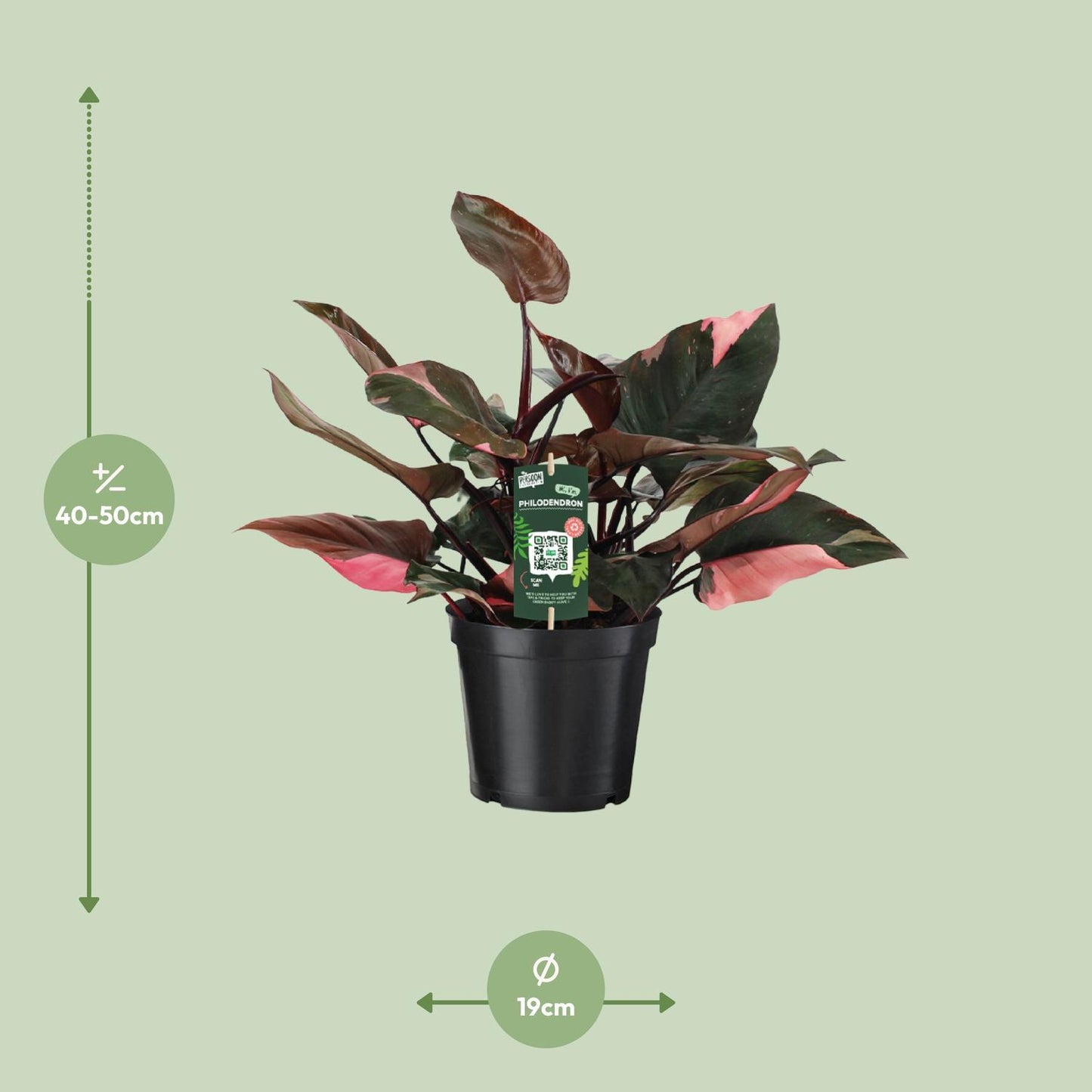 philodendron pink princess measurements