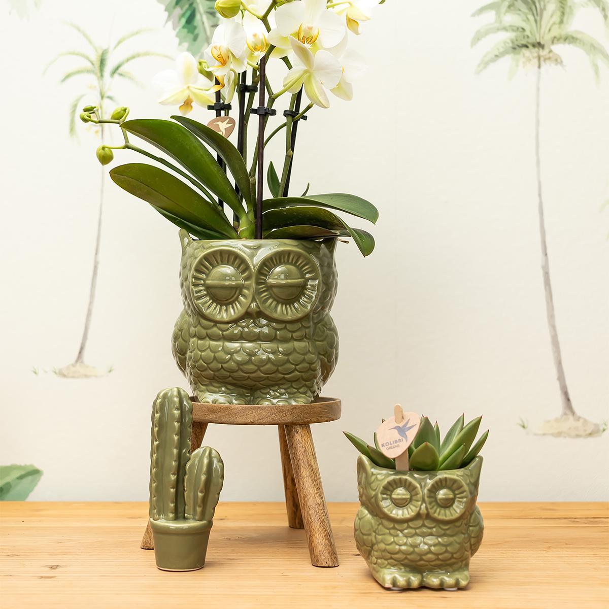 Hummingbird Home | Owl flower pot - Green ceramic decorative pot - Ø9cm