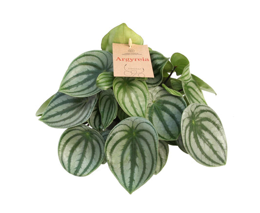 Peperomia Argyreia