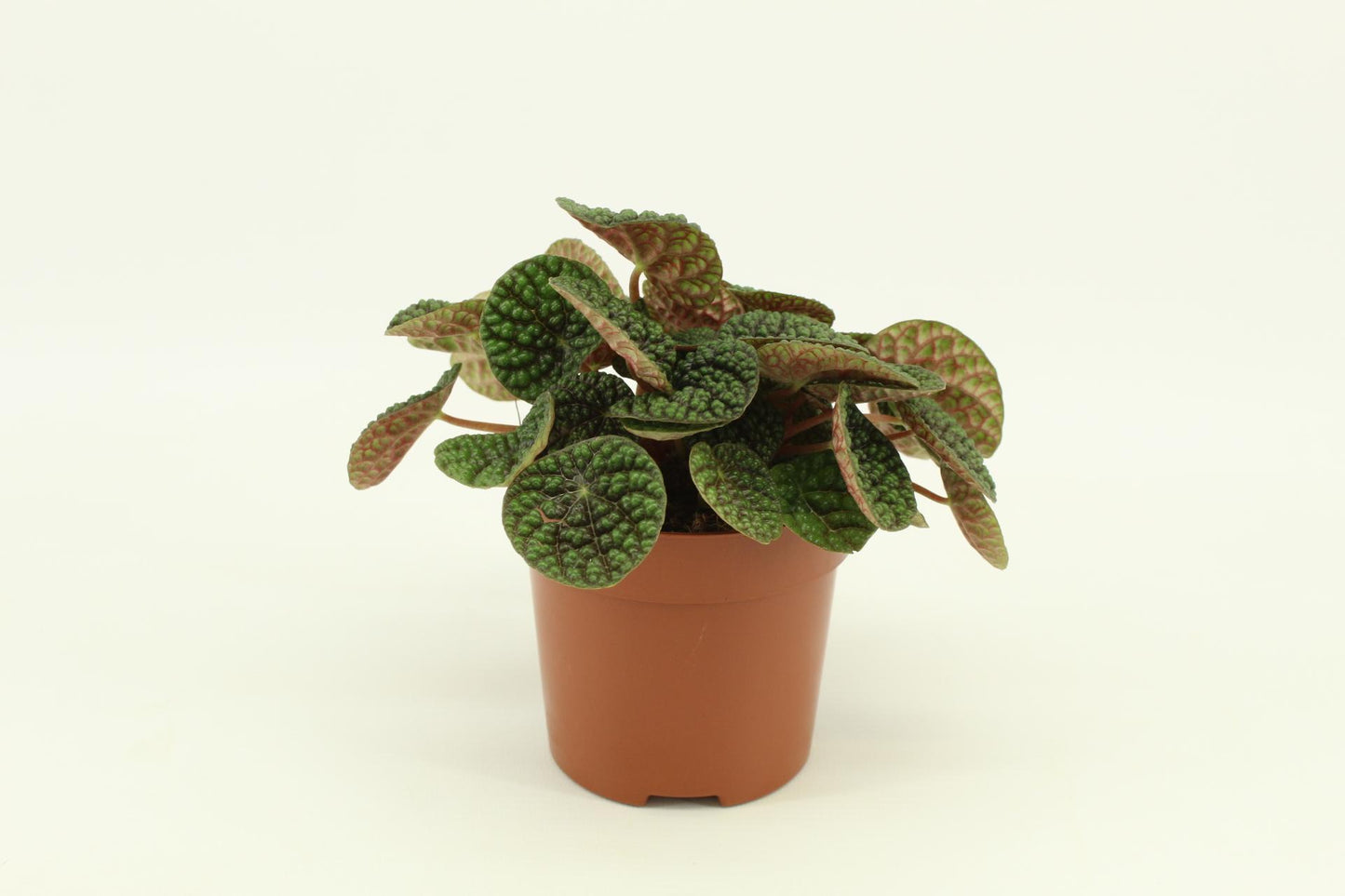 Peperomia Green Bubble 10.5cm - Ø10.5cm - ↕15cm