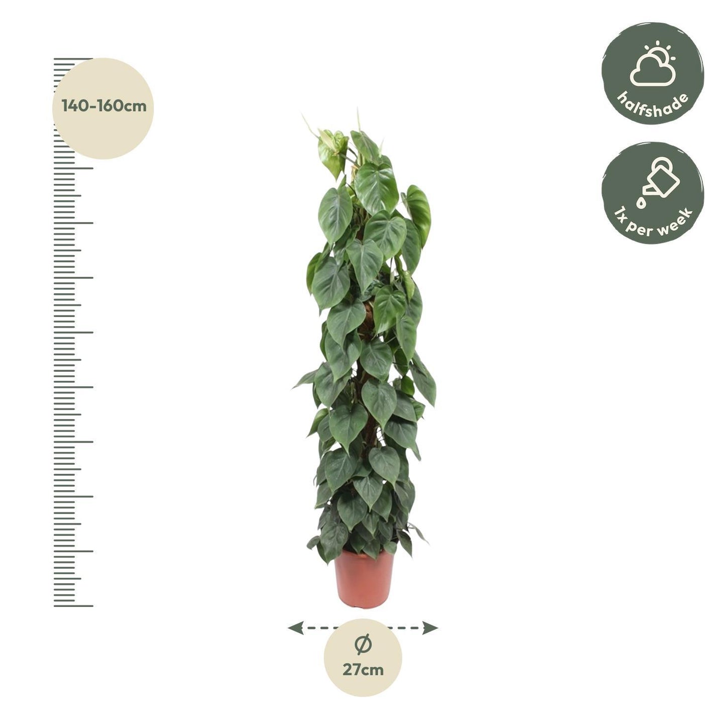 Philodendron Scandens Moss stick XL - 150 cm - ø27