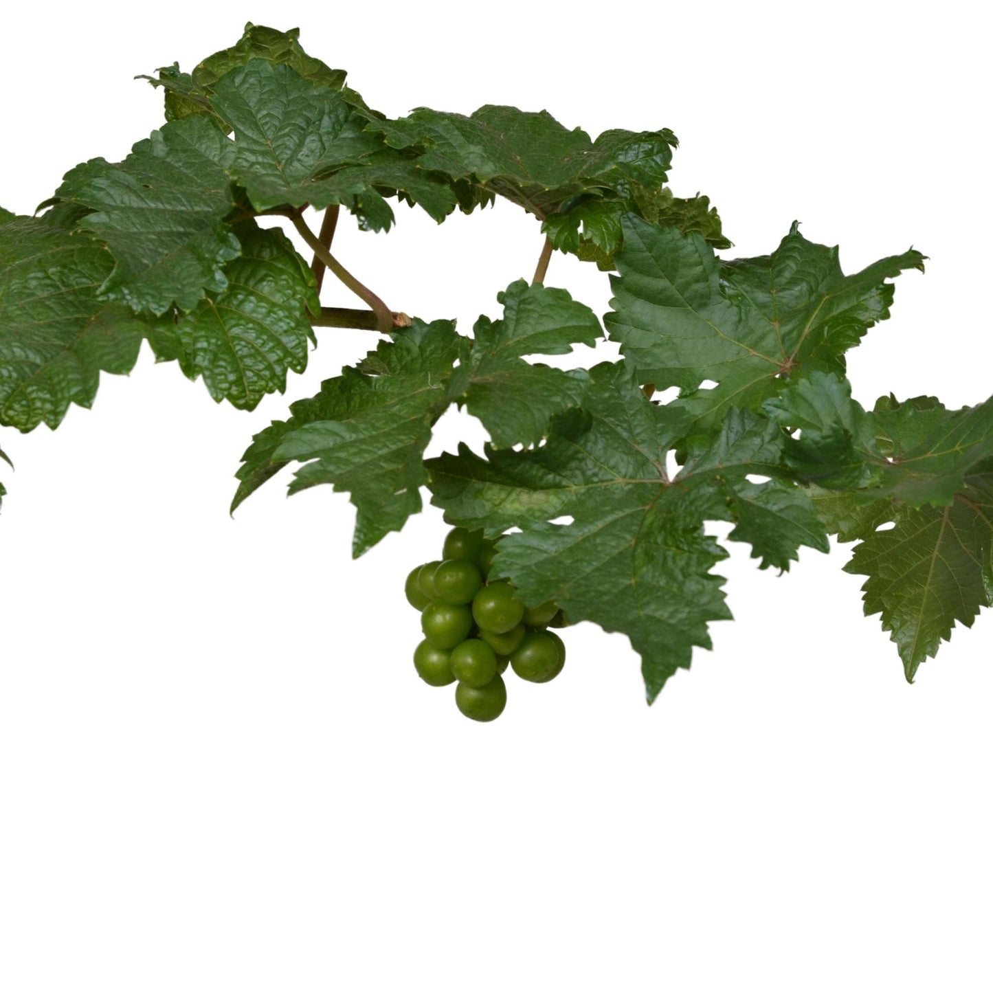 Vitis Pixie Pinot Noir - Blue wine grape - Ø14 - ↨30cm