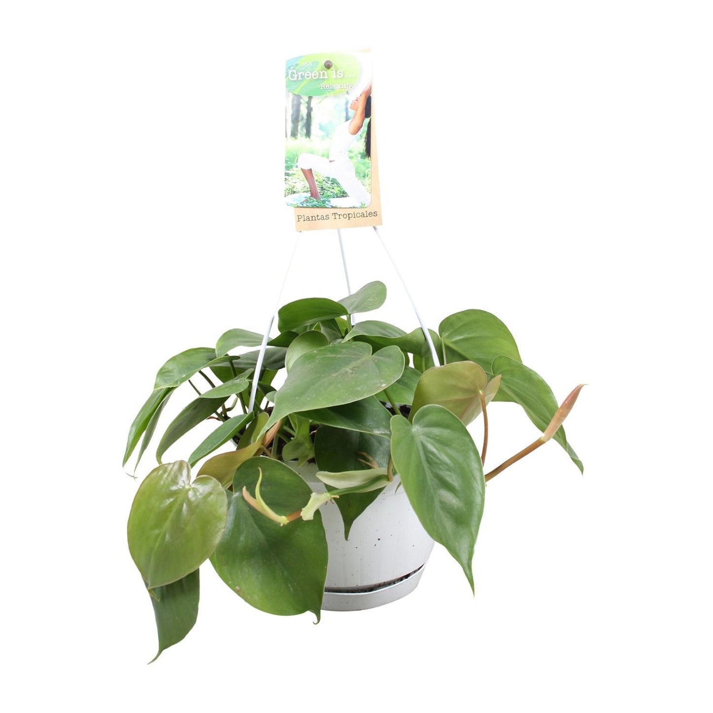 Philodendron Scandens