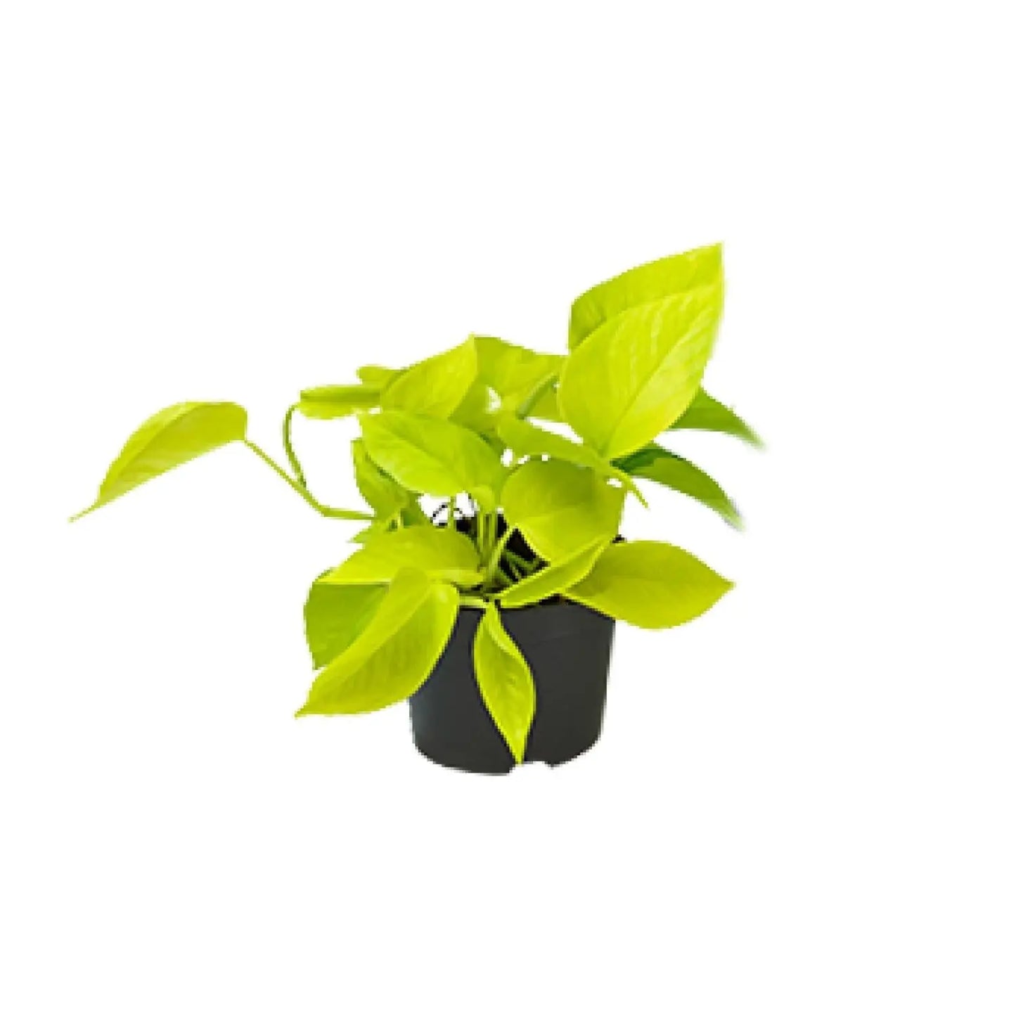 Epipremnum Golden Pothos - Ø12 - ↨15cm