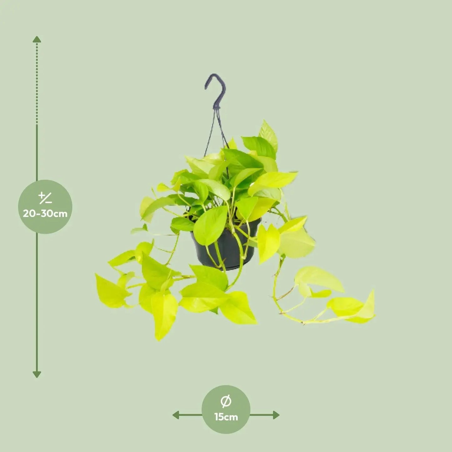 Epipremnum Golden Pothos - Ø15 - ↨25cm