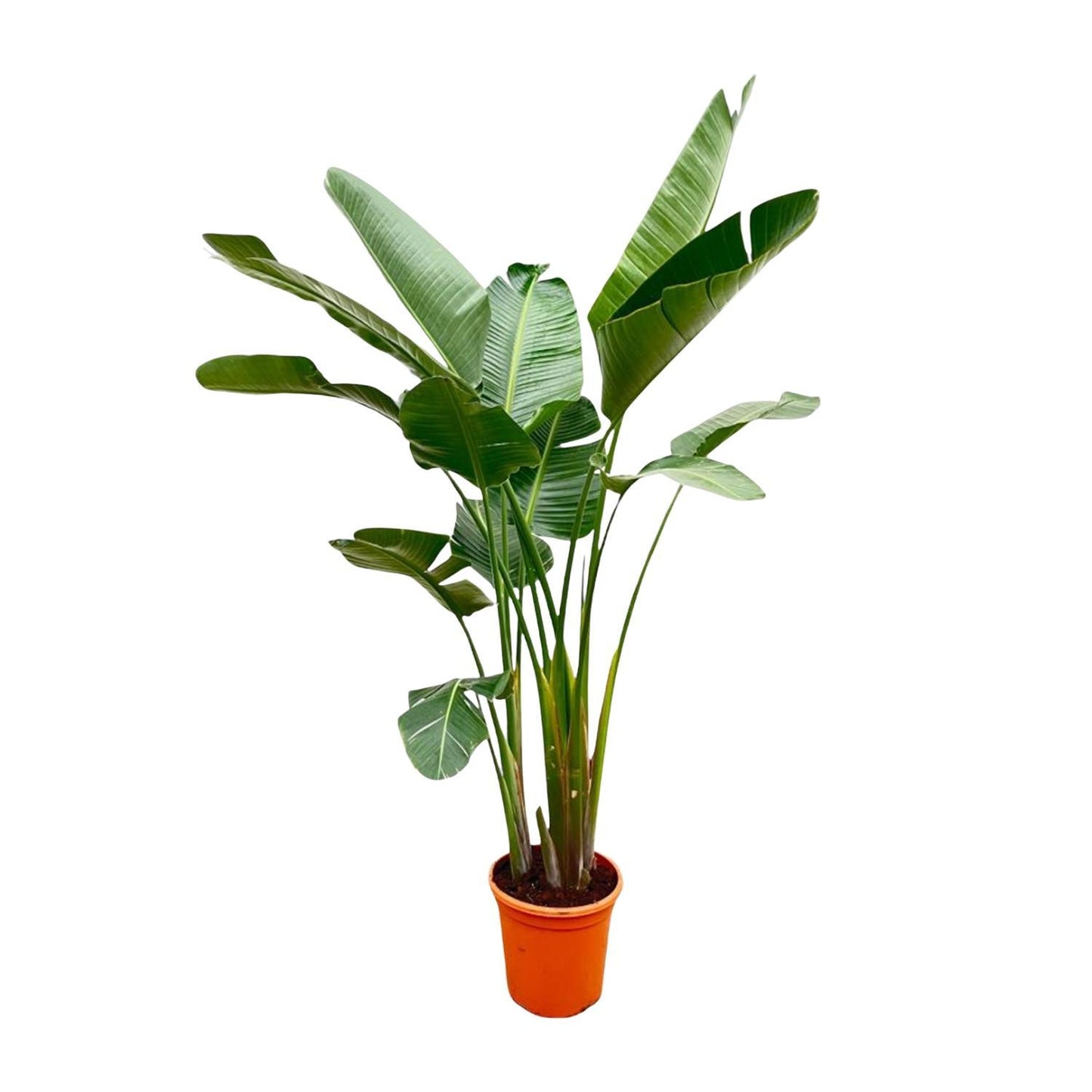 Strelitzia Augusta de luxe XL - 250cm - ø38