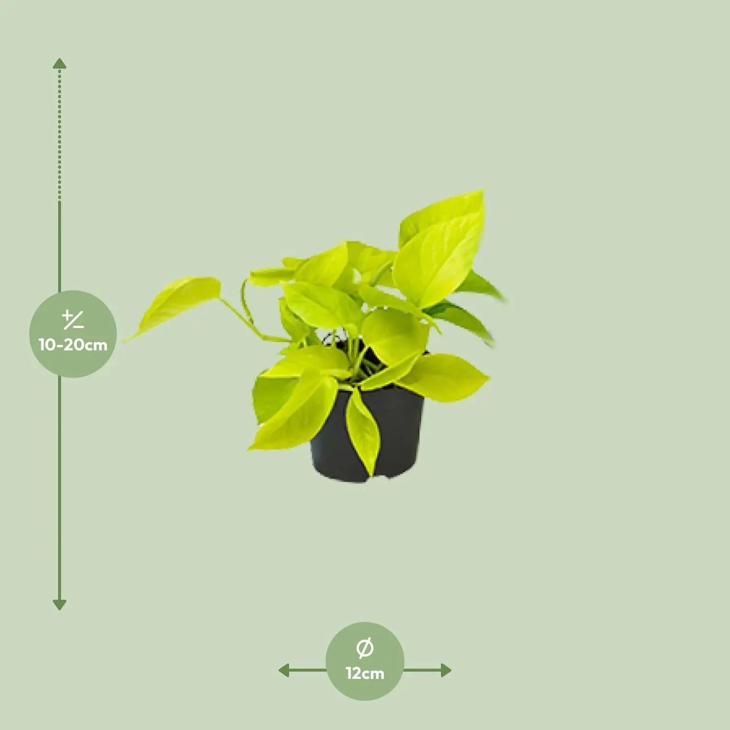 Epipremnum Golden Pothos - Ø12 - ↨15cm