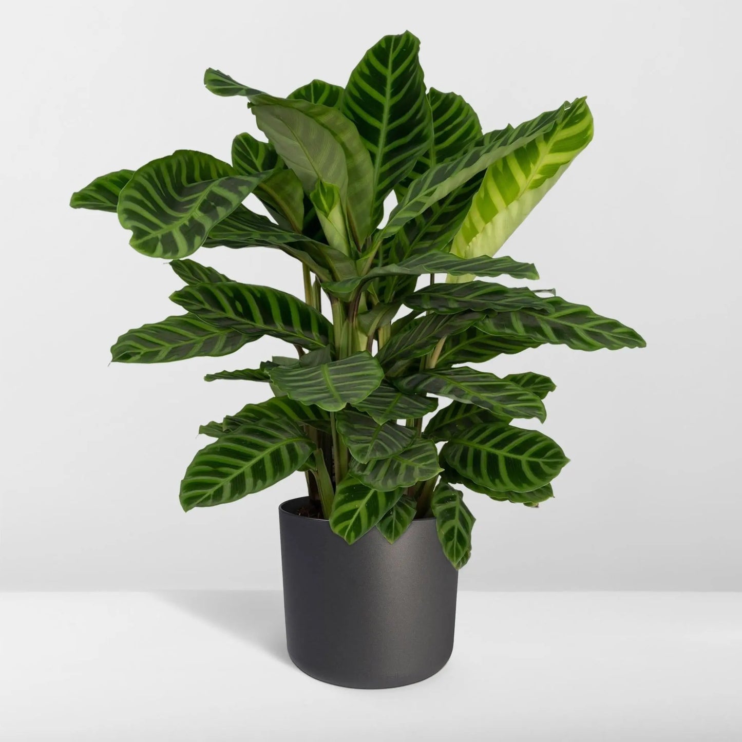 Calathea Zebrina - Peacock plant - 80cm - Ø19