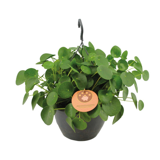 Pilea Peperomioides