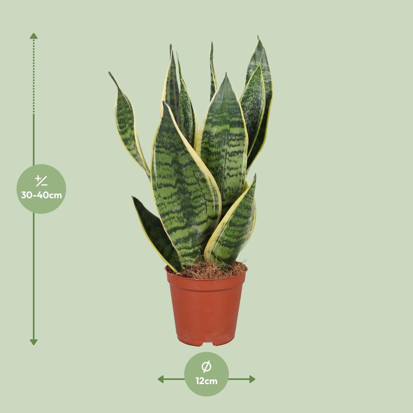 Sansevieria Trifasciata Futura Superba - Ø12cm - ↕40cm