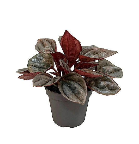 Peperomia Caracas - Ø6cm - ↕12cm