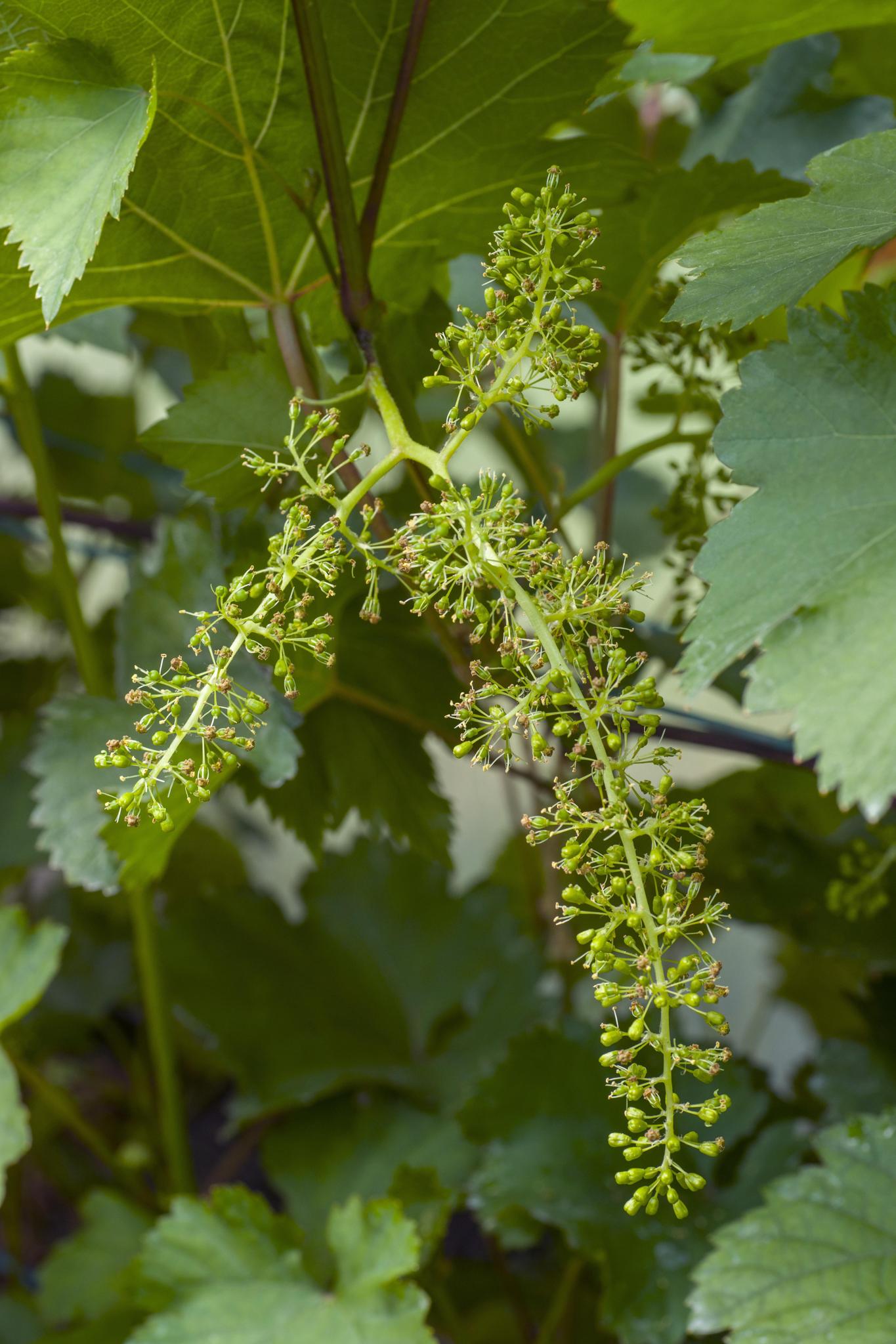 Vitis vinifera 'Johanniter' - White Grape