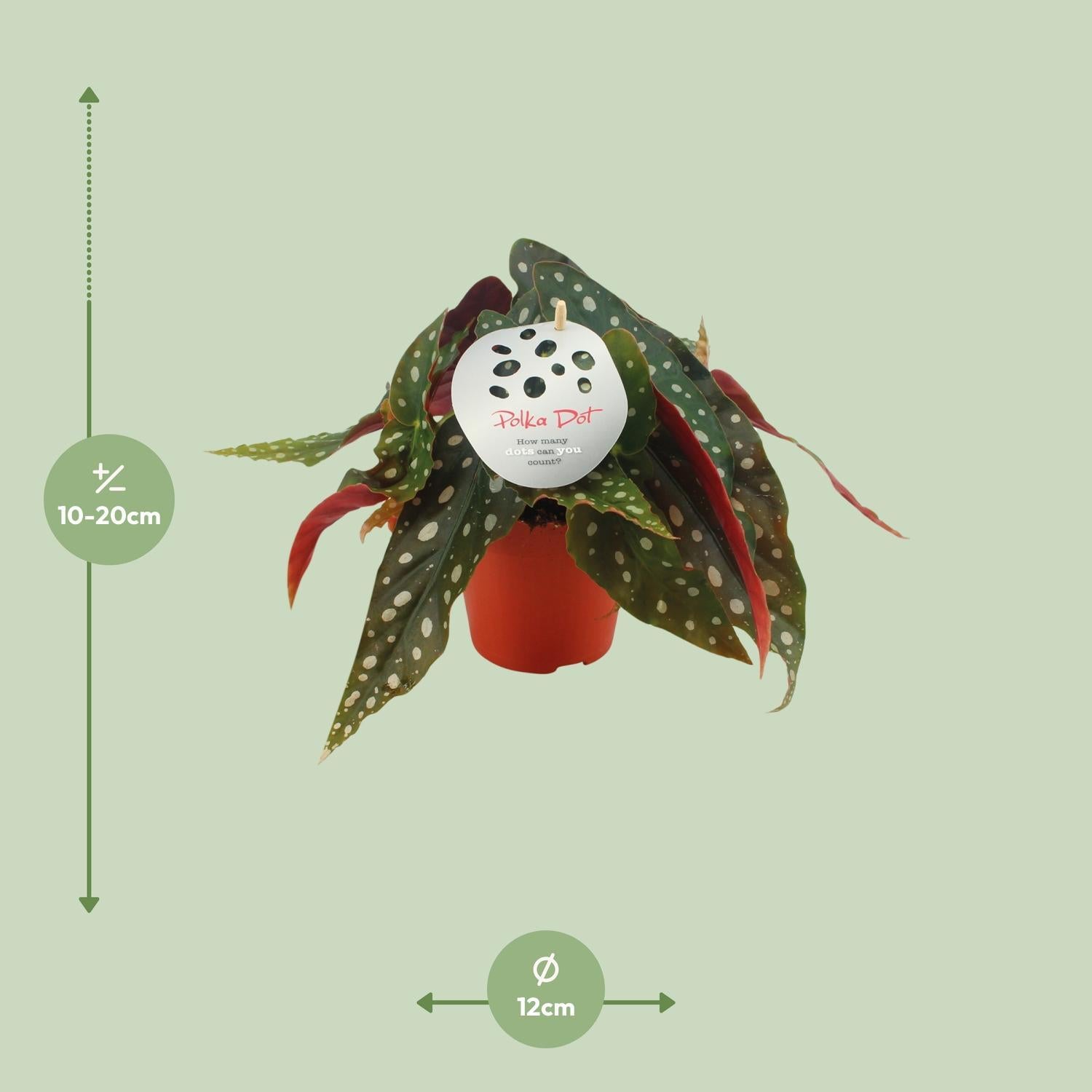 Begonia Maculata measurements