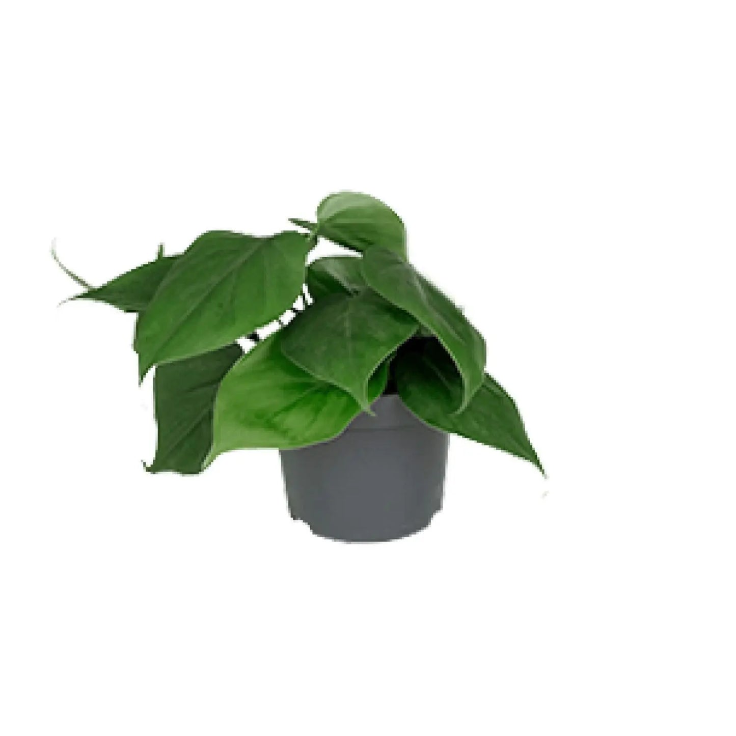 Philodendron Scandens