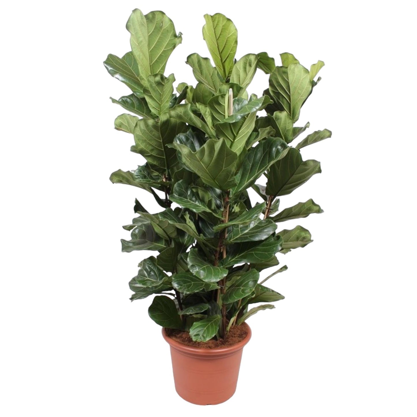 Ficus Lyrata shrub XL - 200 cm - ø50