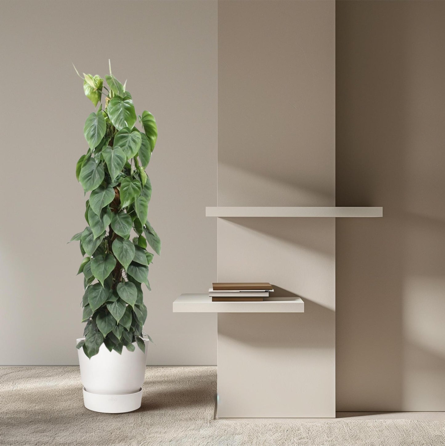 Philodendron Scandens Moss stick XL - 150 cm - ø27