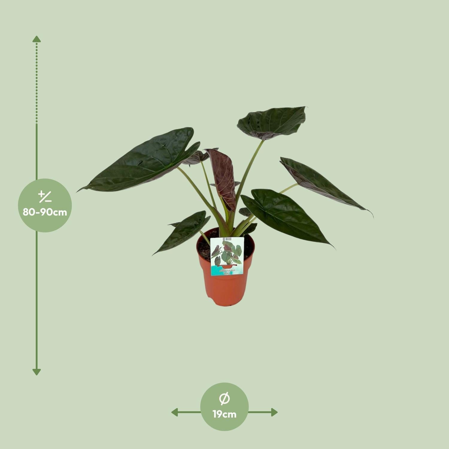 Alocasia Wentii M size measurements