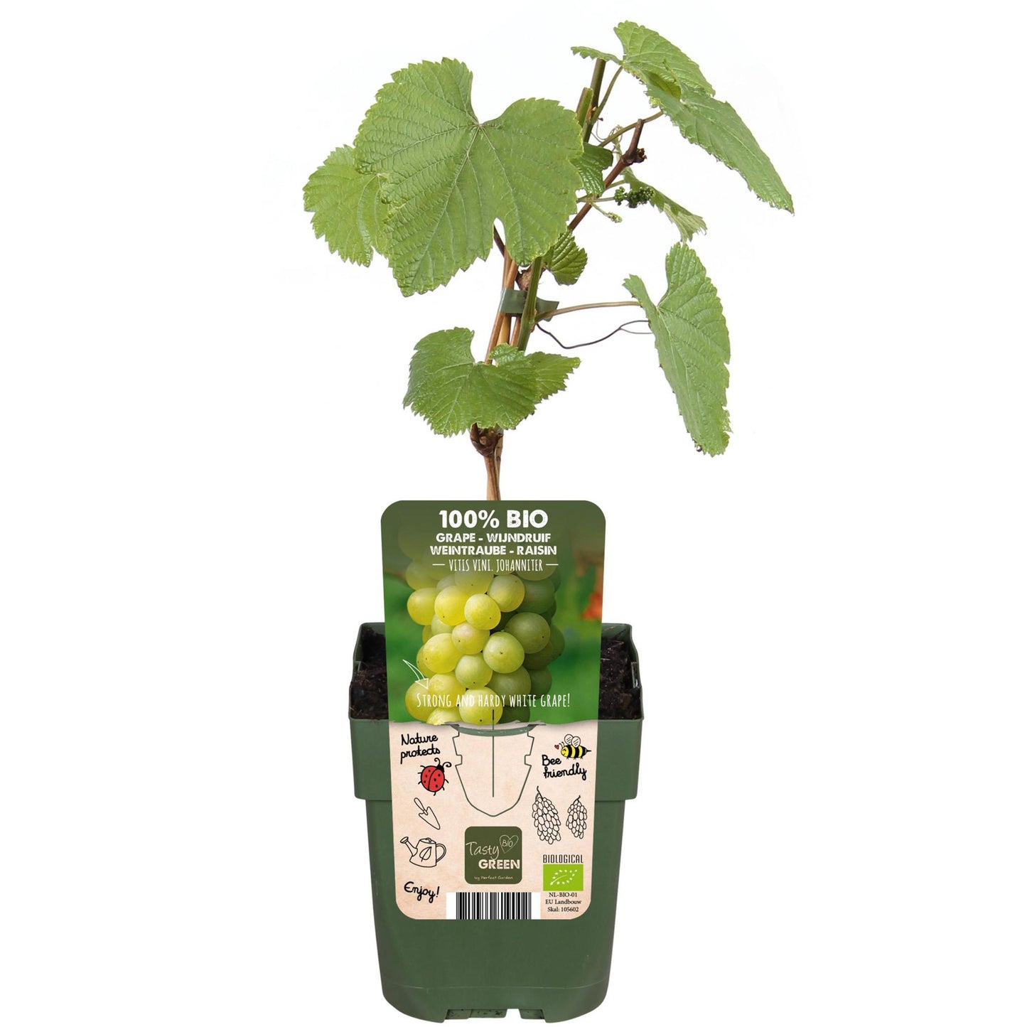 Vitis vinifera 'Johanniter' - White Grape