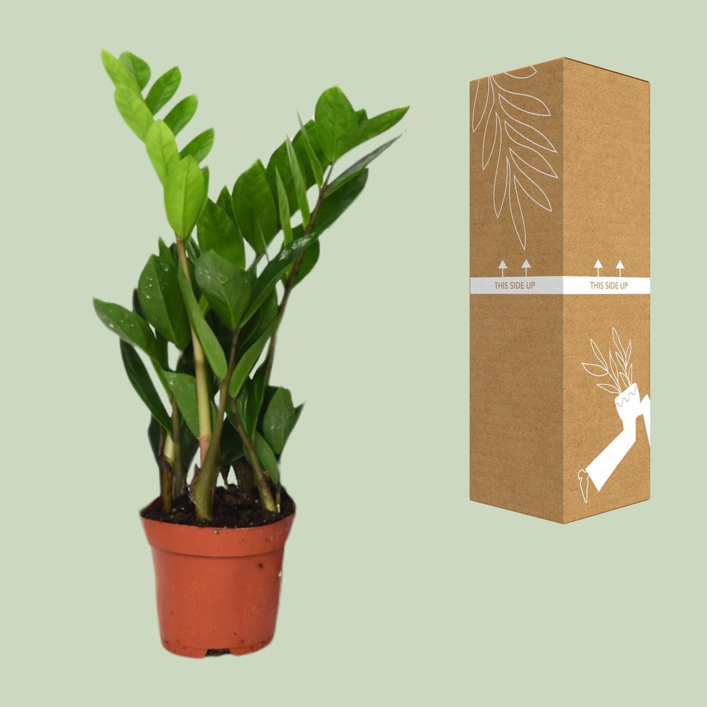 Zamioculcas Zamiifolia - Ø12cm - ↕40cm