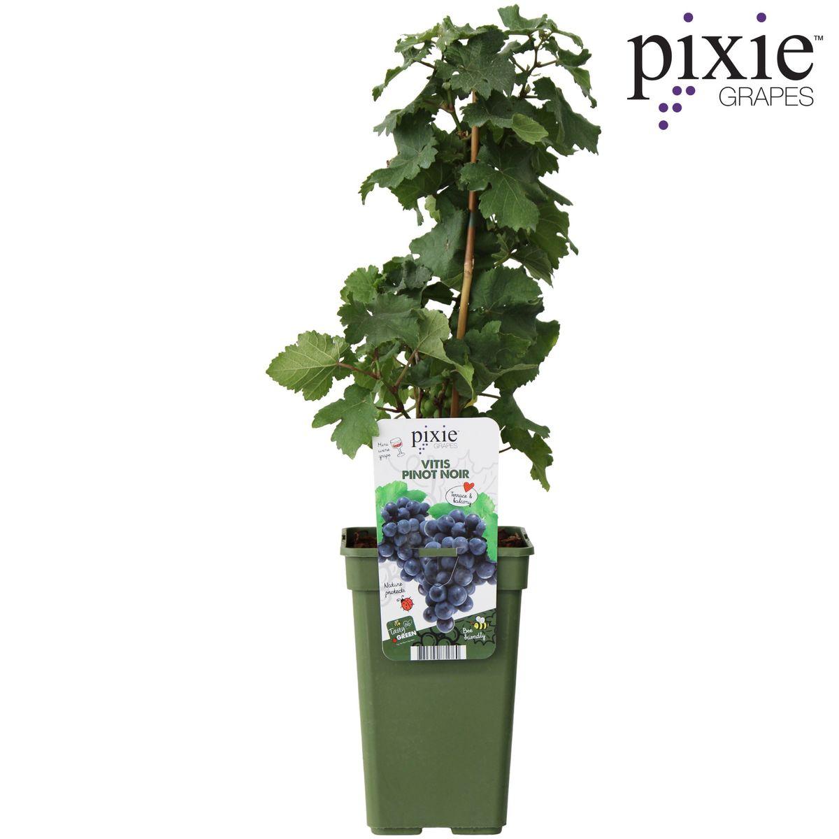 Vitis Pixie Pinot Noir - Blaue Weintraube - Ø19 - ↨65cm