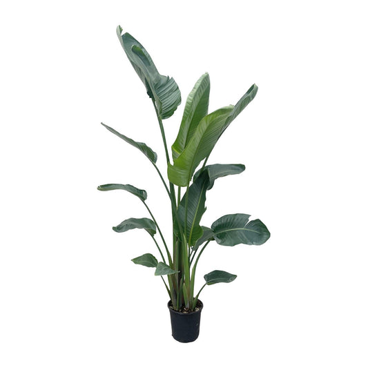 Strelitzia Nicolai XL - 225 cm - ø27