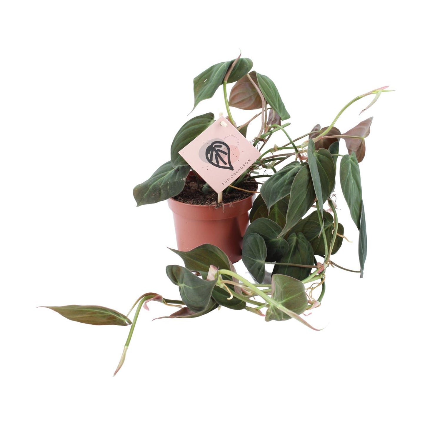 Philodendron Micans - Ø12cm - ↕25cm