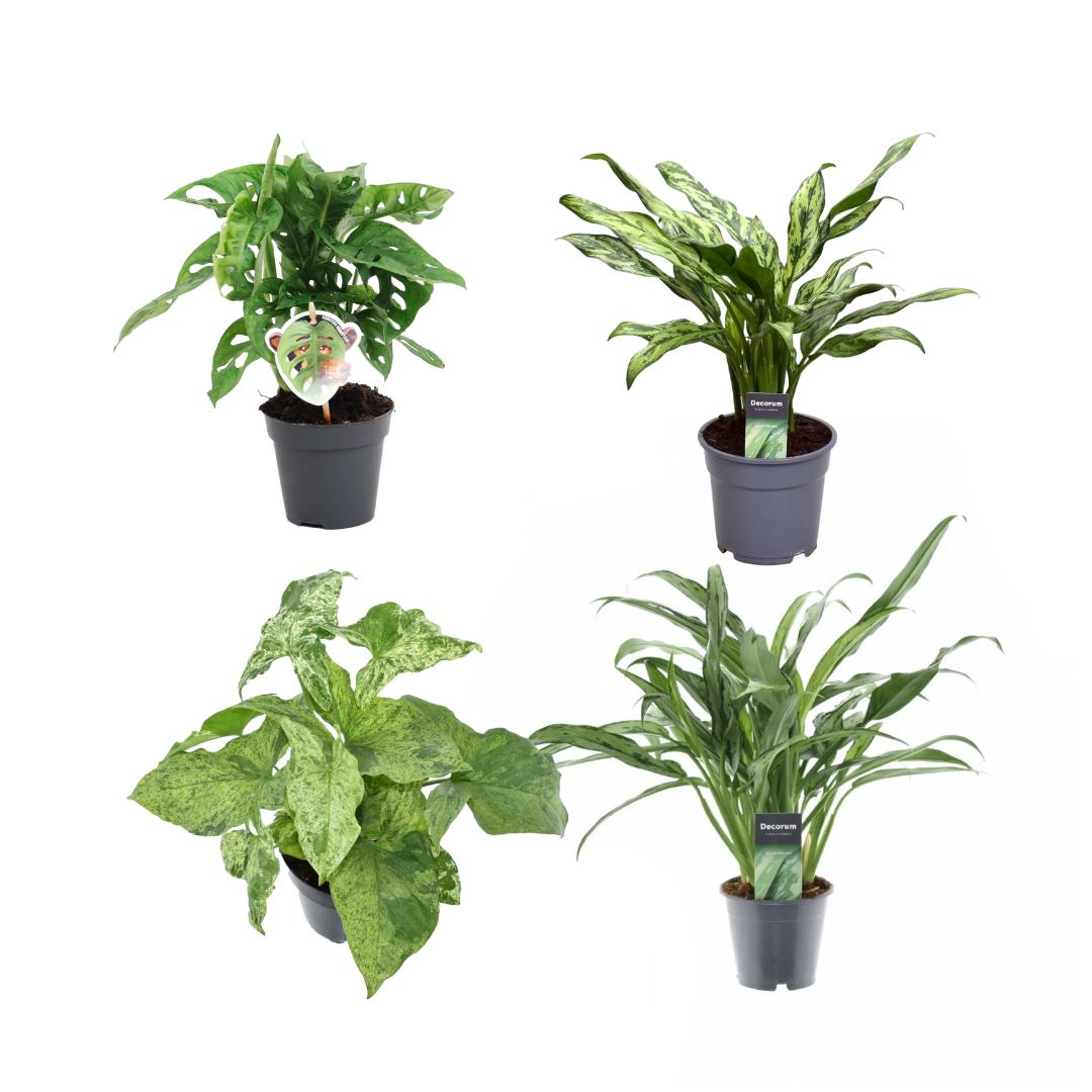 Green Combi (4 pieces) | PlantMix Box