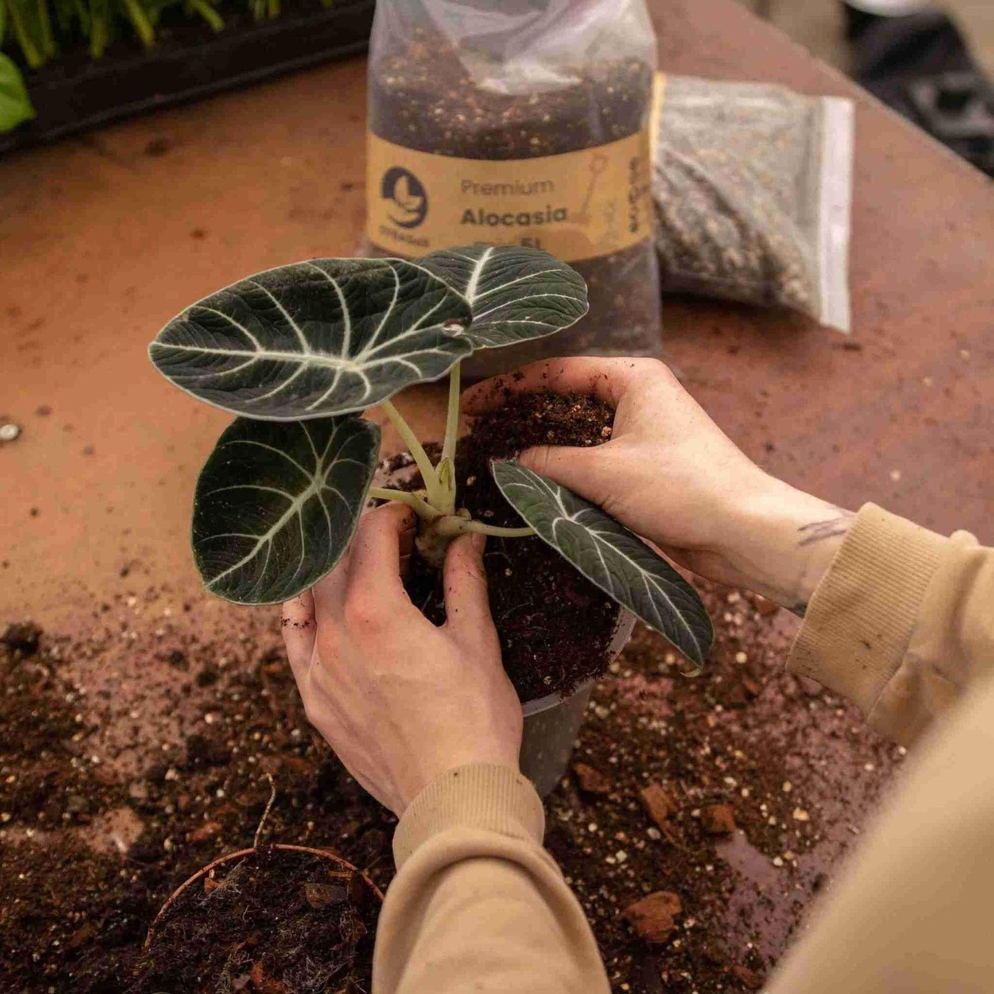 SybaSoil premium Alocasia mix planting alocasia