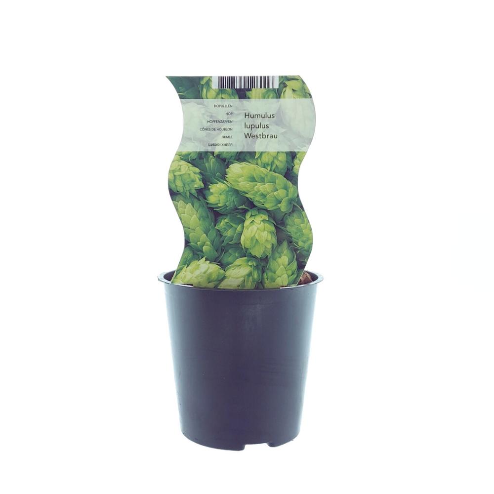 Humulus Westbrau (Hop) - Ø12cm - ↕30cm