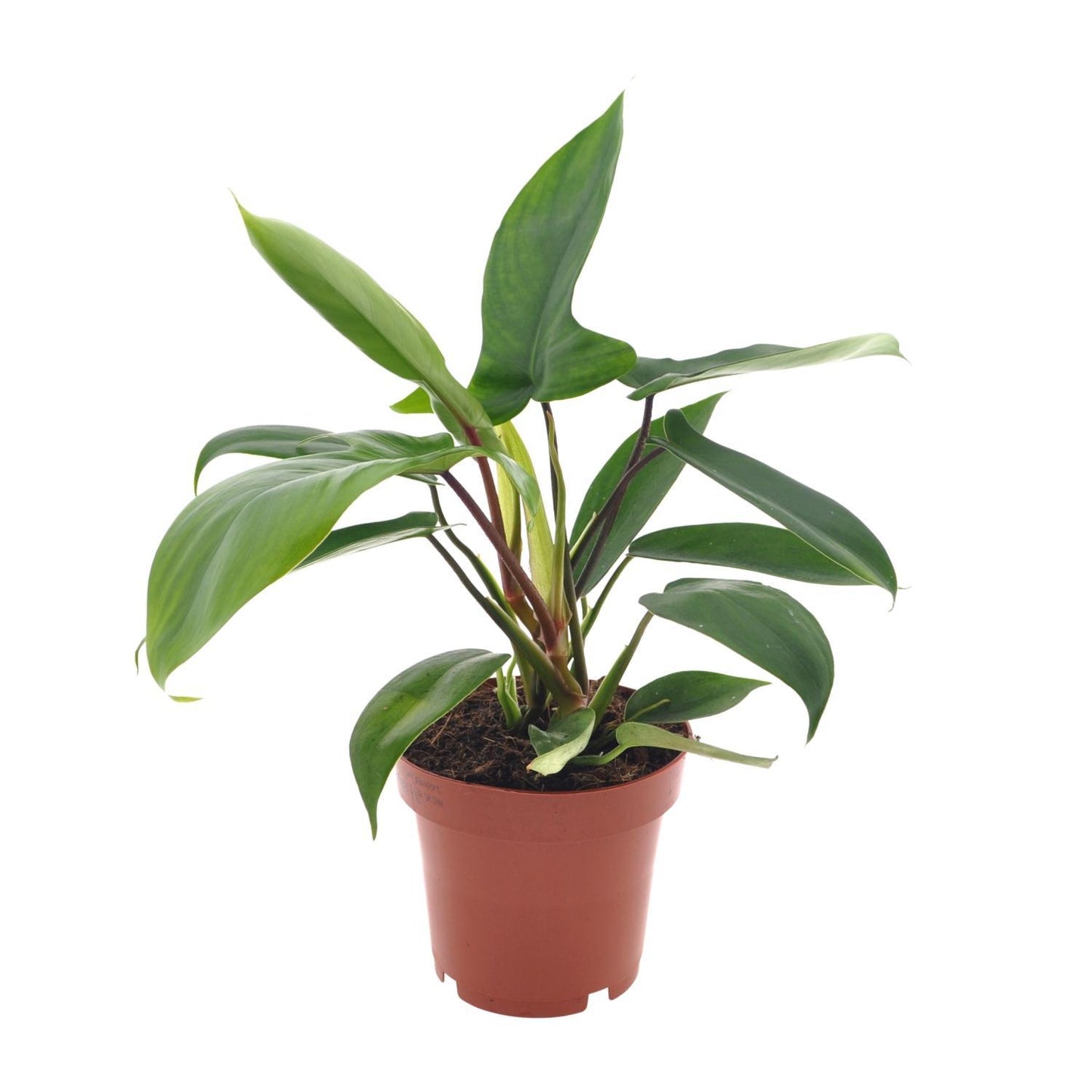 Philodendron Florida Green