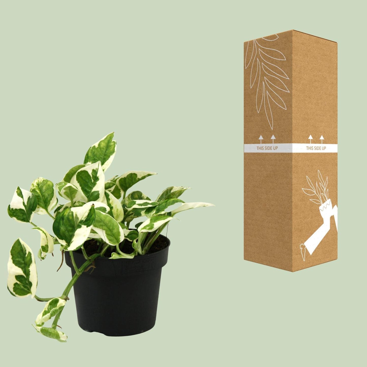 Scindapsus Epipremnum Njoy box