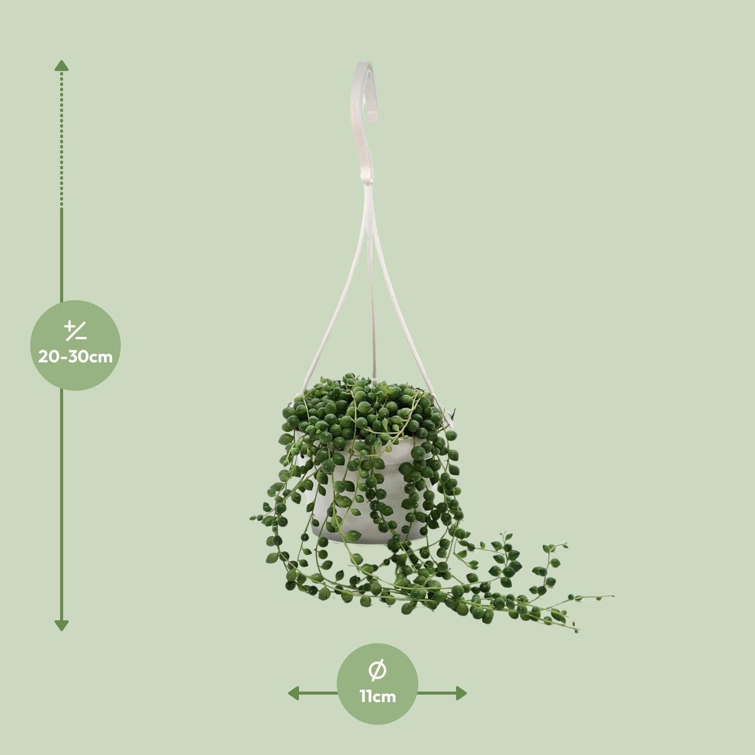 String of Pearls measurements