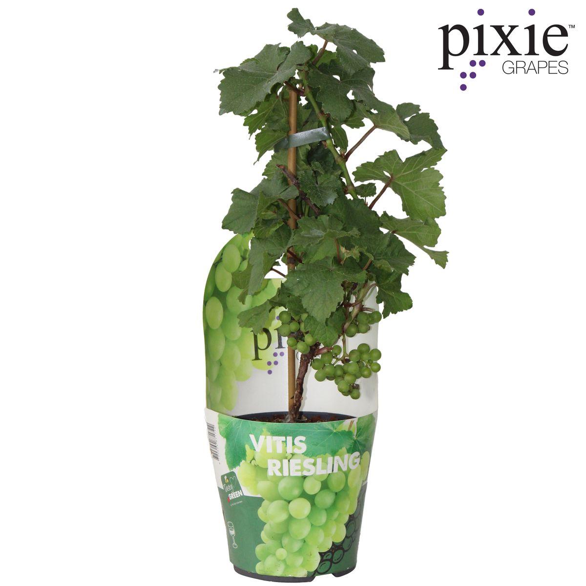 Vitis Pixie Riesling - White wine grape - Ø14 - ↨30cm